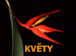 Kvty
