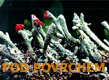 Pod povrchem