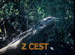 Z cest